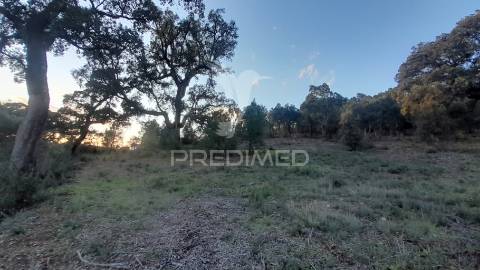 Terreno agroflorestal c/ sobreiros