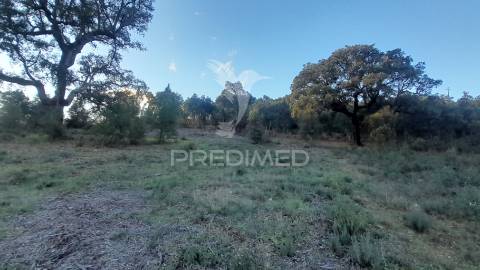 Terreno agroflorestal c/ sobreiros