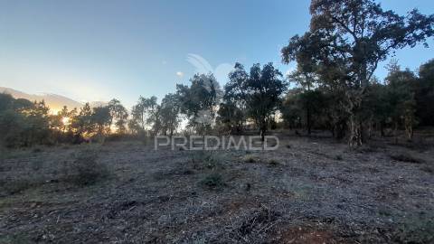 Terreno agroflorestal c/ sobreiros