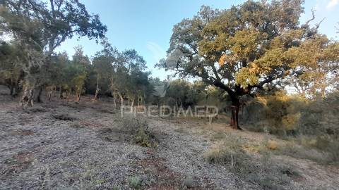 Terreno agroflorestal c/ sobreiros