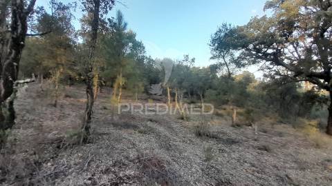 Terreno agroflorestal c/ sobreiros