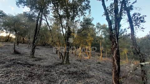 Terreno agroflorestal c/ sobreiros