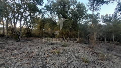Terreno agroflorestal c/ sobreiros