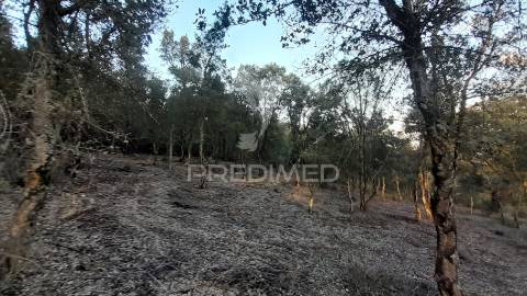 Terreno agroflorestal c/ sobreiros