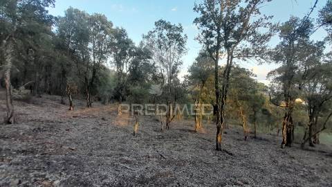 Terreno agroflorestal c/ sobreiros