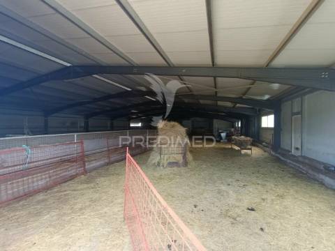 Exploração agropecuaria em trancoso