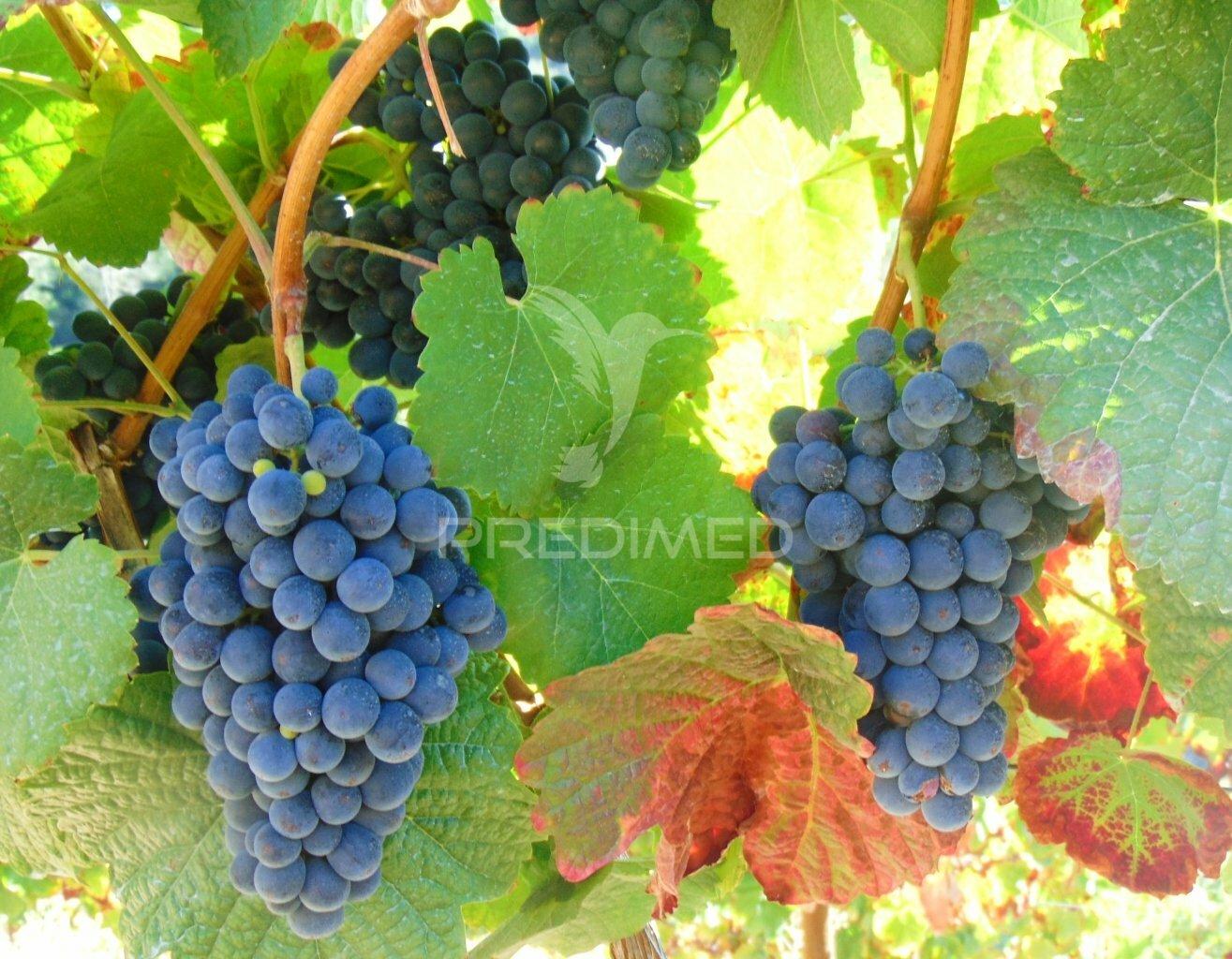 Vinha em produção no alto douro vinhateiro