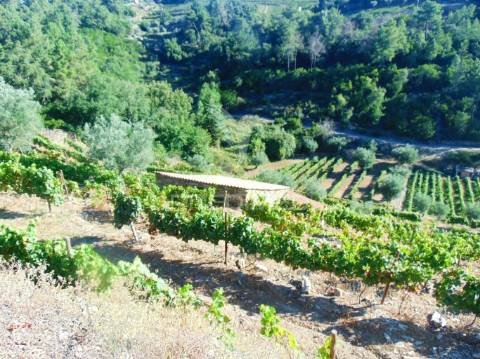 Vinha em produção no alto douro vinhateiro