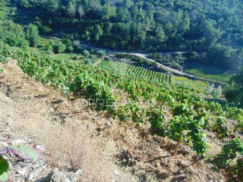 Vinha em produção no alto douro vinhateiro