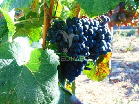 Vinha em produção no alto douro vinhateiro