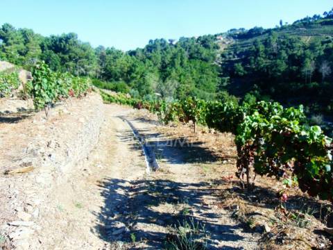 Vinha em produção no alto douro vinhateiro