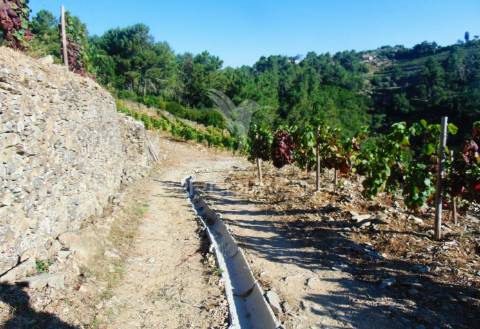 Vinha em produção no alto douro vinhateiro