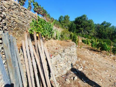 Vinha em produção no alto douro vinhateiro
