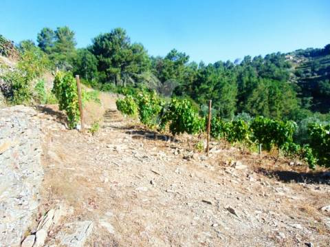 Vinha em produção no alto douro vinhateiro