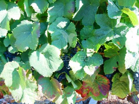 Vinha em produção no alto douro vinhateiro