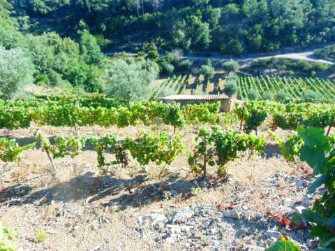 Vinha em produção no alto douro vinhateiro