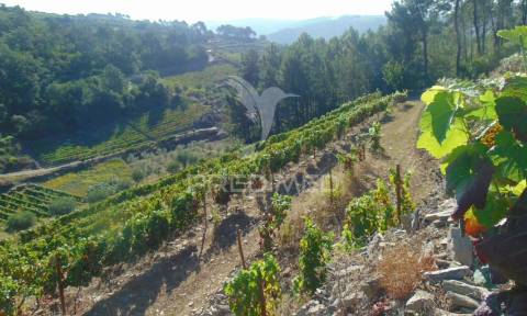 Vinha em produção no alto douro vinhateiro