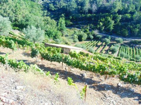 Vinha em produção no alto douro vinhateiro