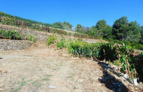 Vinha em produção no alto douro vinhateiro