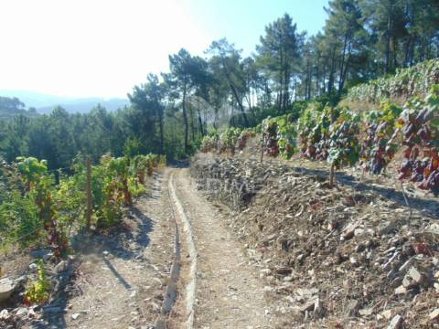 Vinha em produção no alto douro vinhateiro