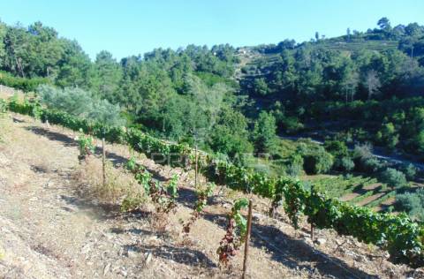 Vinha em produção no alto douro vinhateiro