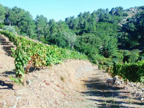 Vinha em produção no alto douro vinhateiro
