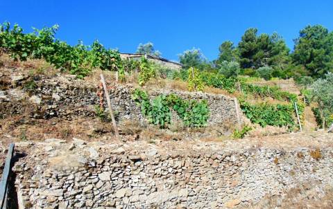 Vinha em produção no alto douro vinhateiro