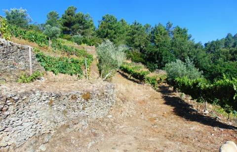 Vinha em produção no alto douro vinhateiro
