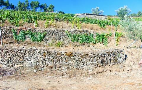 Vinha em produção no alto douro vinhateiro