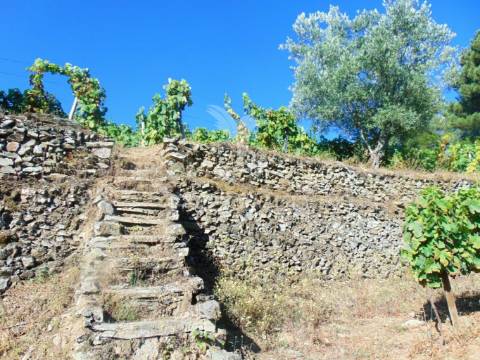 Vinha em produção no alto douro vinhateiro