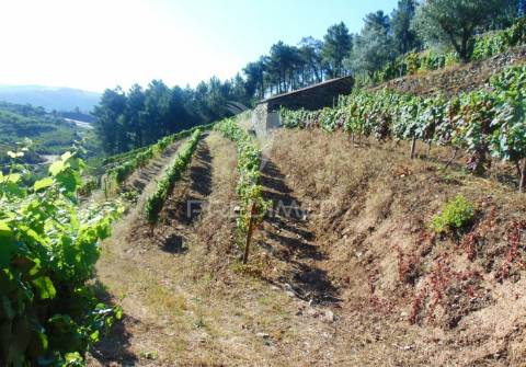 Vinha em produção no alto douro vinhateiro