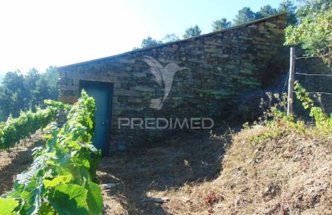 Vinha em produção no alto douro vinhateiro