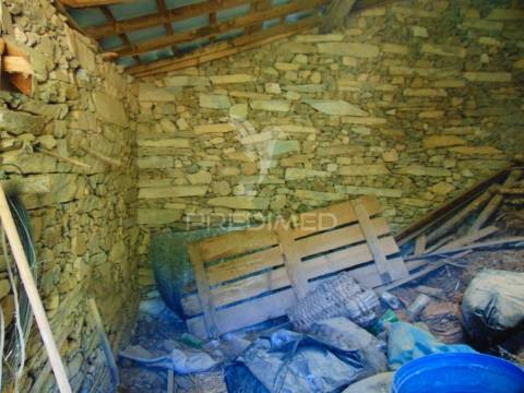 Vinha em produção no alto douro vinhateiro