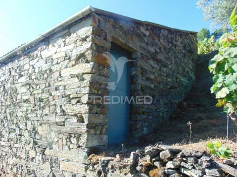 Vinha em produção no alto douro vinhateiro