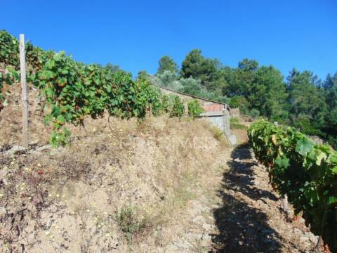 Vinha em produção no alto douro vinhateiro