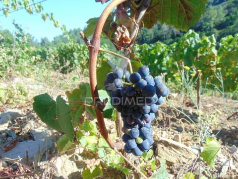Vinha em produção no alto douro vinhateiro