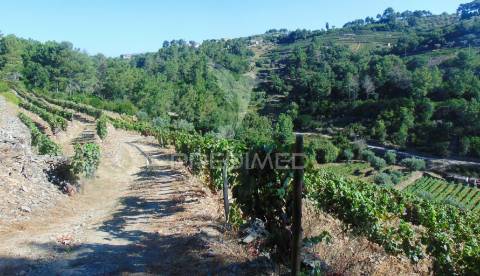 Vinha em produção no alto douro vinhateiro