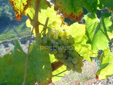 Vinha em produção no alto douro vinhateiro