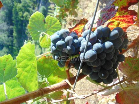 Vinha em produção no alto douro vinhateiro