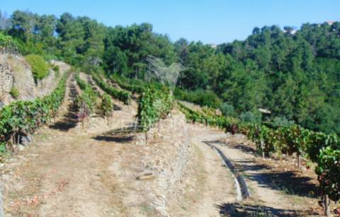 Vinha em produção no alto douro vinhateiro