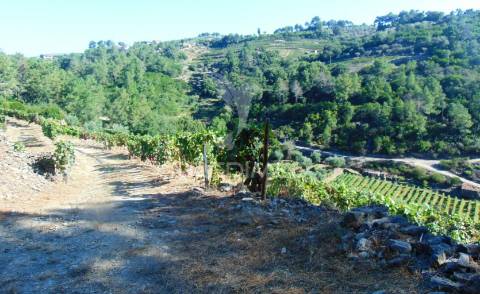 Vinha em produção no alto douro vinhateiro
