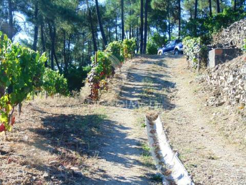 Vinha em produção no alto douro vinhateiro
