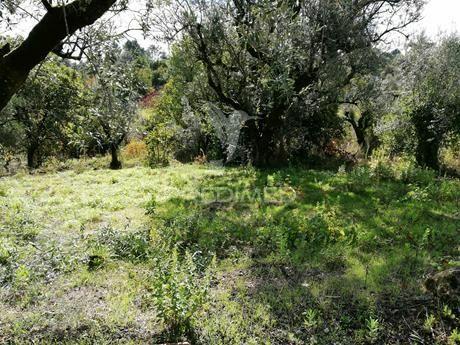 Terreno com 2110 m2 monte de bera- coimbra