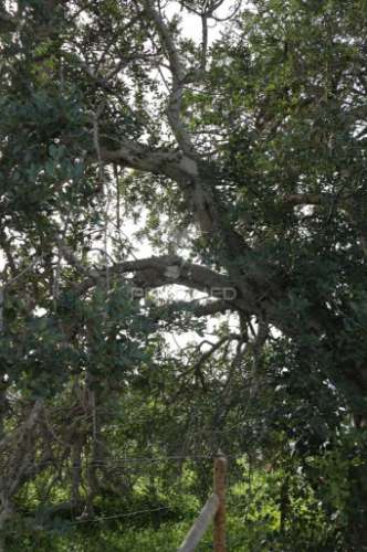 Terreno na ataboeira