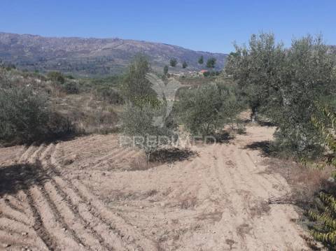Quinta com mais 4 hectares na serra da aldeia nova