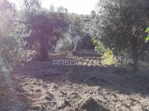 Quinta com mais 4 hectares na serra da aldeia nova