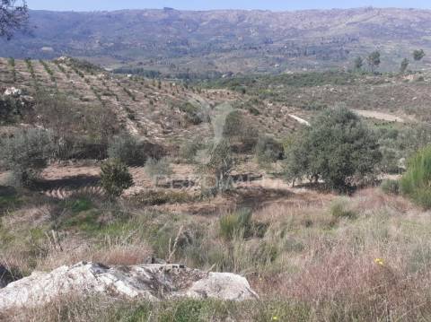 Quinta com mais 4 hectares na serra da aldeia nova