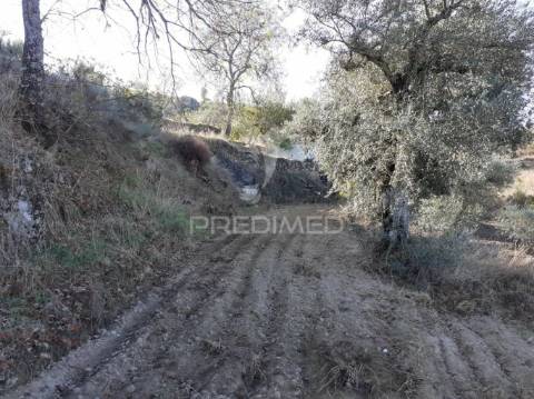 Quinta com mais 4 hectares na serra da aldeia nova