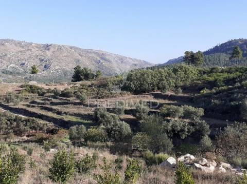 Quinta com mais 4 hectares na serra da aldeia nova