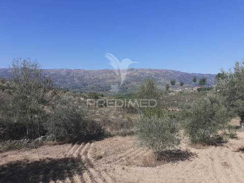 Quinta com mais 4 hectares na serra da aldeia nova